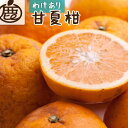 【ふるさと納税】<4月より発送> 家庭用 甘夏柑9kg+270g(傷み補償分)初夏のみかん・旬の果物 有田産 光センサー食べ頃出荷 訳あり わけあり [IKE7...
