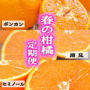 【ふるさと納税】和歌山の春のフルーツ(ポンカン・清見オレンジ・セミノールオレンジ)定期便 全3回 【2月・3月・4月発送】【TM184】 | フルーツ 果物 くだもの 食品 人気 おすすめ 送料無料 定期便 産地直送
