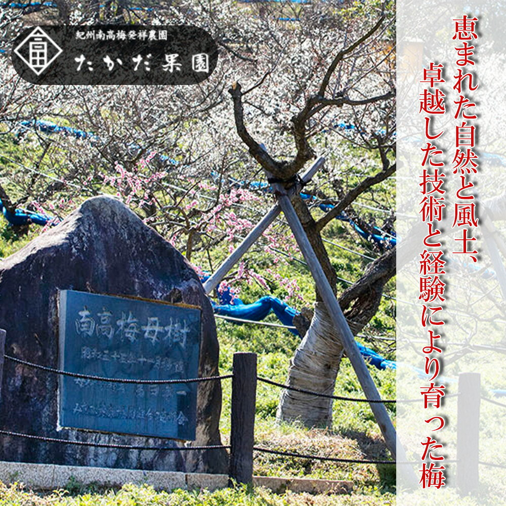 【ふるさと納税】紀州南高梅 種ぬきはちみつ梅 600g （200g×3） | 梅干 梅干し うめぼし 紀州 南高梅 種抜き はちみつ