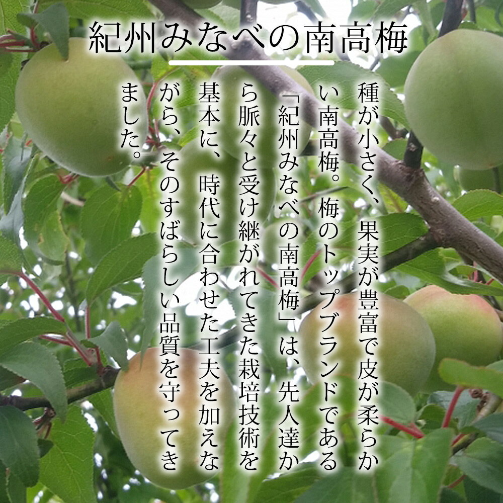 【ふるさと納税】わけあり紀州南高梅はちみつ漬梅干1kg | 《日本一の梅の産地》 紀州 和歌山県 みなべ町 梅干し 梅 うめ ギフト 贈答品 贈り物 塩分 8%