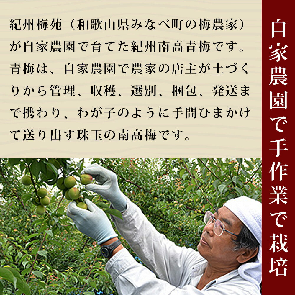 【ふるさと納税】ご縁梅干 10入