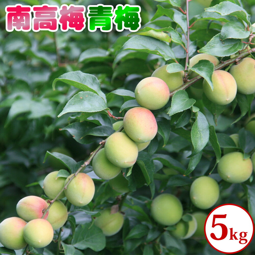 青梅（南高梅） 5kg