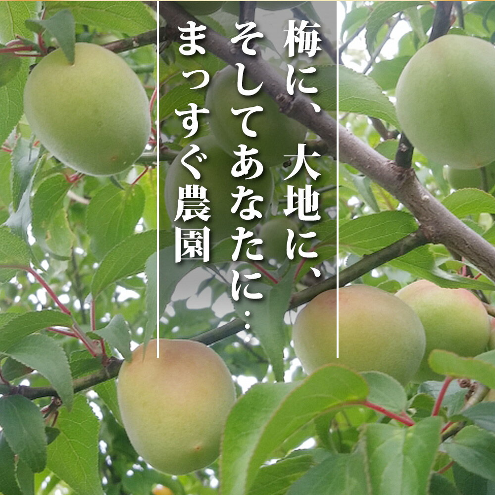 【ふるさと納税】梅と塩だけのまっすぐな梅干し 10kg | 《日本一の梅の産地》 大容量 自家農園 和歌山 みなべ町 まっすぐ農園 梅干 梅 ウメ うめぼし 紀州梅干 南高梅 ギフト