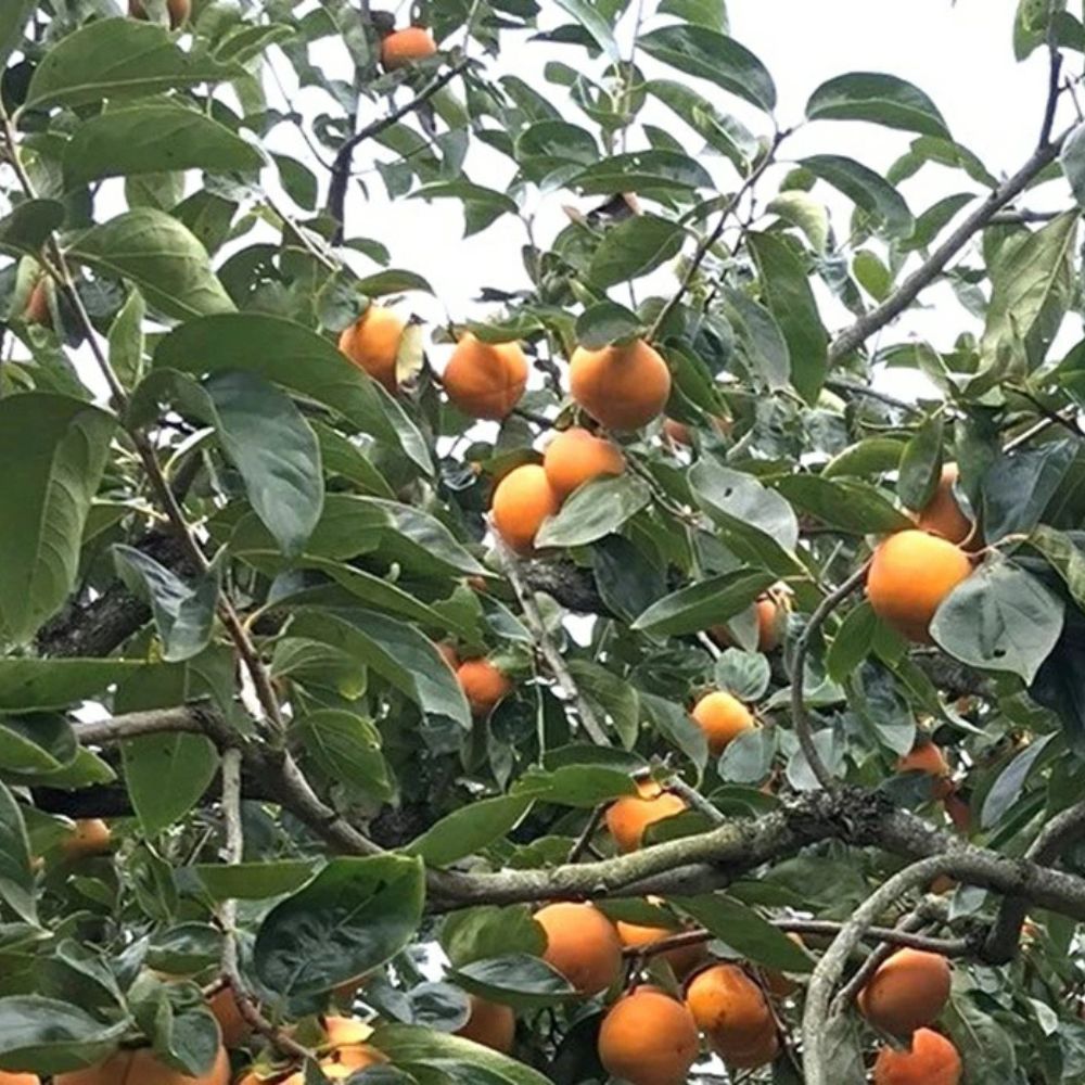 【ふるさと納税】柿 富有柿【秀品】和歌山県産 約2kg 【2026年11月中旬から2026年12月上旬発送】｜柿 フルーツ 果物 秀品 富有柿