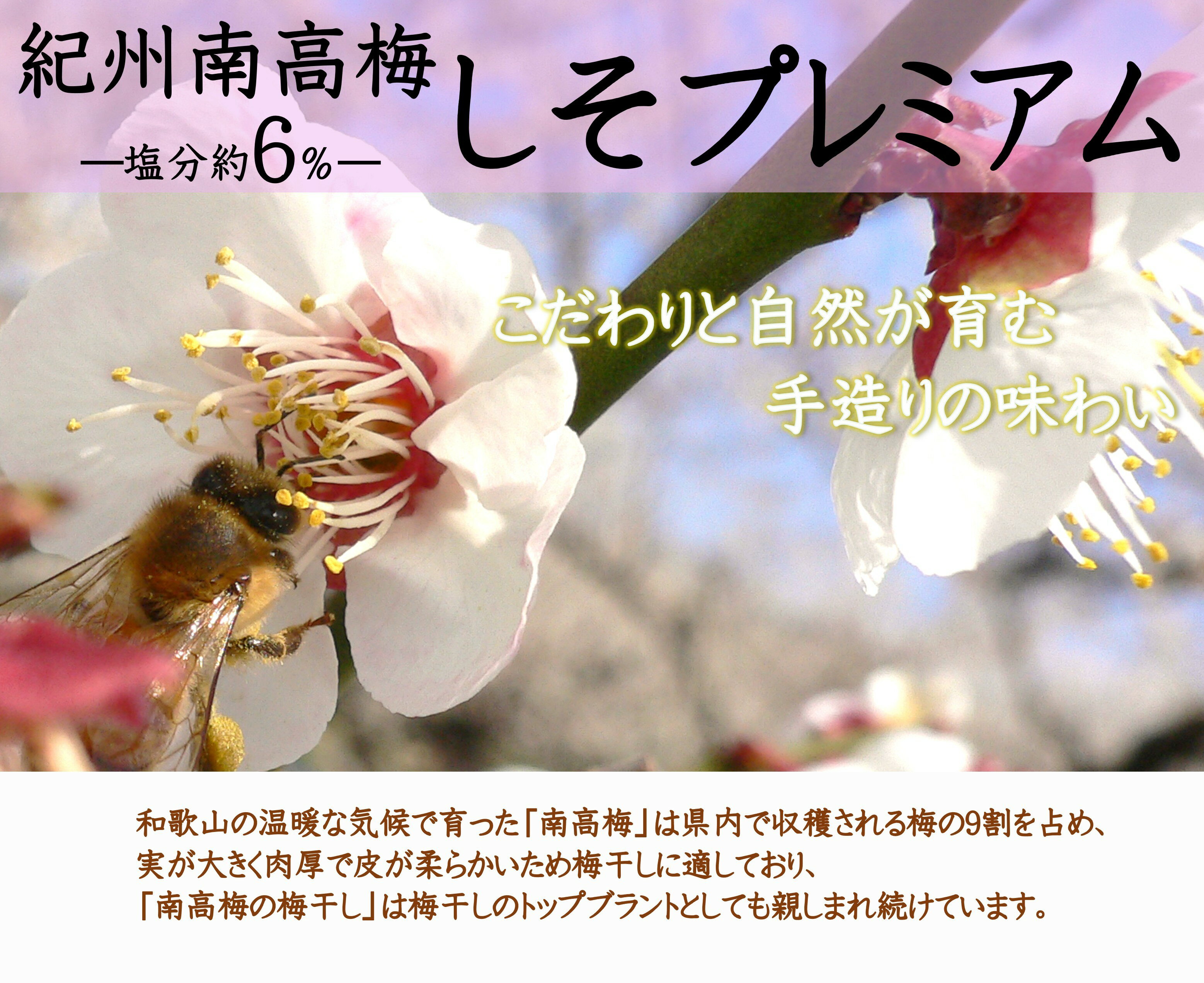 紀州産うす塩はちみつ梅「紀の和み」180g マルヤマ食品 梅 梅干し 紀州梅 ギフト 贈り物 贈答品 グルメ【送料無料】