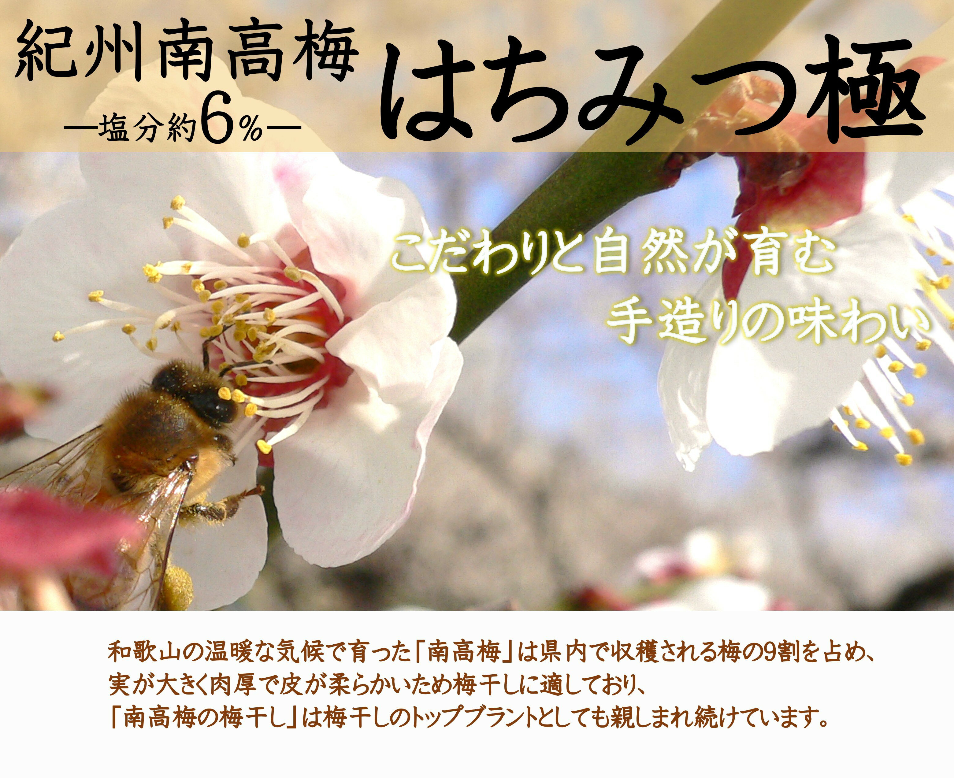 【ふるさと納税】紀州南高梅 はちみつ極（塩分約6%） 850g