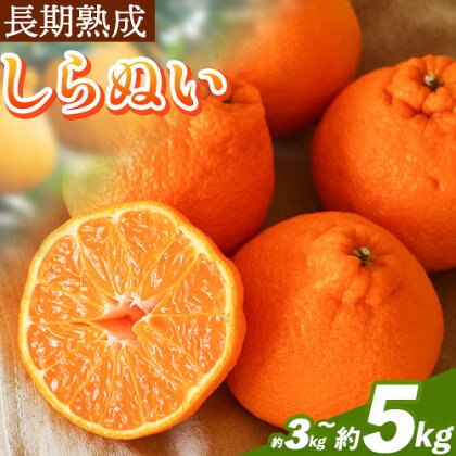 長期熟成 しらぬい 約 3kg（10～15個） 約 5kg（18～24個）まるまつ農園《5月上旬-6月上旬頃より出荷予定》 和歌山県 日高川町 不知火 柑橘 しらぬい 熟成 長期熟成 果物 フルーツ