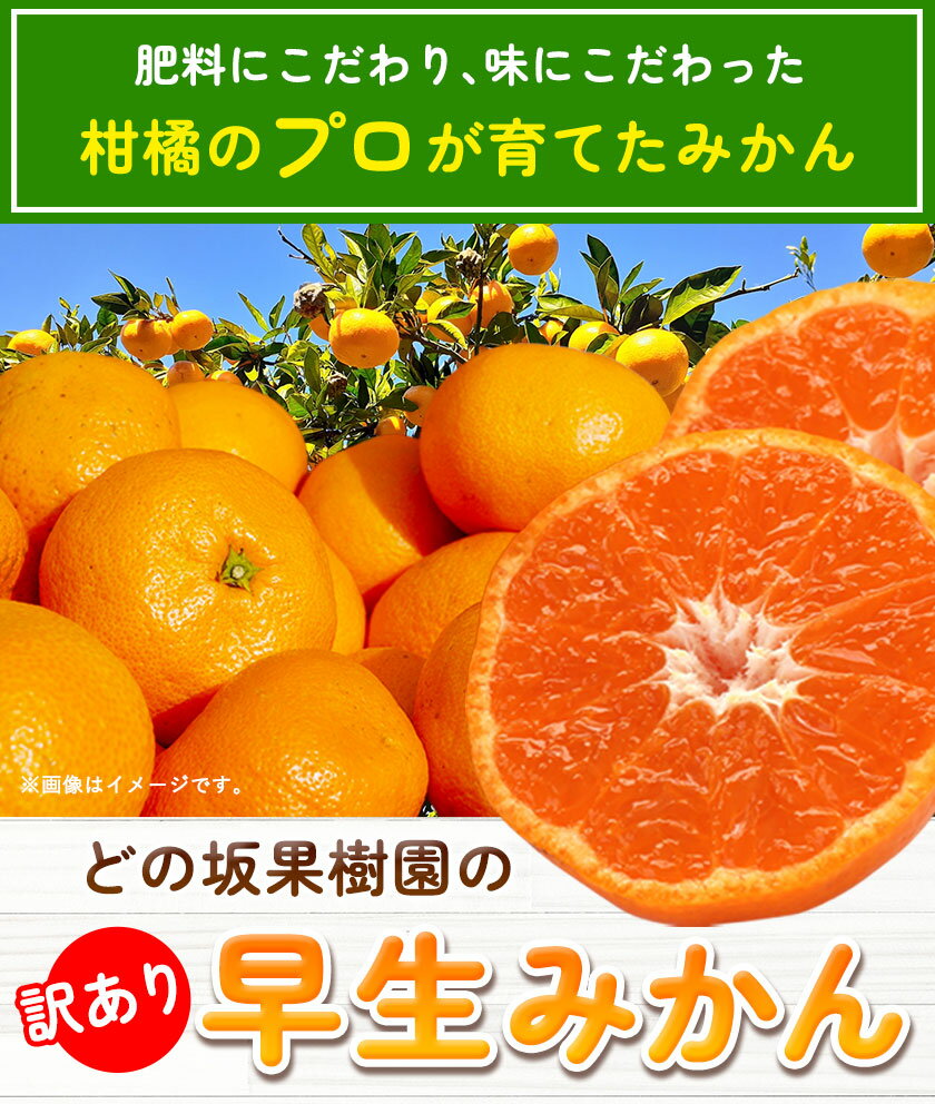 【ふるさと納税】 みかん 和歌山 訳あり 早生 みかん 選べる 5kg 10kg ( サイズ おまかせ ) どの坂果樹園《12月上旬-1月末頃出荷予定》 和歌山県 日高川町 産地直送 家庭用 規格外 不揃い わけありみかん 期間限定 旬 2024フルーツ 果物 柑橘 サイズ 不選別 送料無料