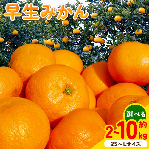 [先行予約]早生 みかん 2S〜Lサイズ 約 5kg 約 10kg どの坂果樹園[12月上旬-1月末頃出荷予定] 和歌山県 日高川町 みかん 早生 旬 柑橘 フルーツ 果物 蜜柑 ミカン 2025年出荷