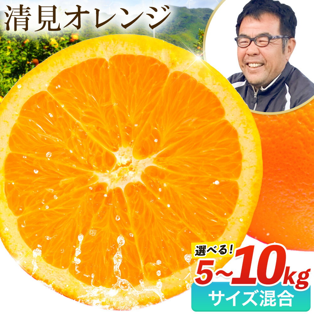 熟成清見オレンジ 10kg 5kg どの坂果樹園[3月上旬-5月中旬頃出荷] 和歌山県 日高川町 清見オレンジ 旬 柑橘 フルーツ 果物 オレンジ 熟成
