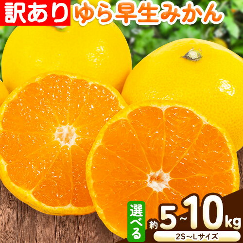 【ふるさと納税】訳あり ゆら 早生 みかん 選べる 内容量 約 5kg (2S〜Lサイズ) 約 10kg (2S〜Lサイズ) どの坂果樹園《10月中旬-12月上旬頃出荷予定》 和歌山県 日高川町 みかん ゆら早生 訳あり 旬 柑橘 フルーツ 果物 ミカン 蜜柑 家庭用 わけあり(4)