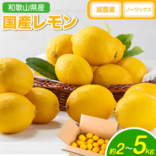 [先行予約]レモン 国産 レモン 選べる内容量 2kg 3kg 5kg (L〜4Lサイズ) ノーワックス 減農薬 どの坂果樹園[2026年2月上旬-5月末頃より出荷] 和歌山県 日高川町 レモン れもん 檸檬 旬 果物 フルーツ 柑橘 産地直送 送料無料