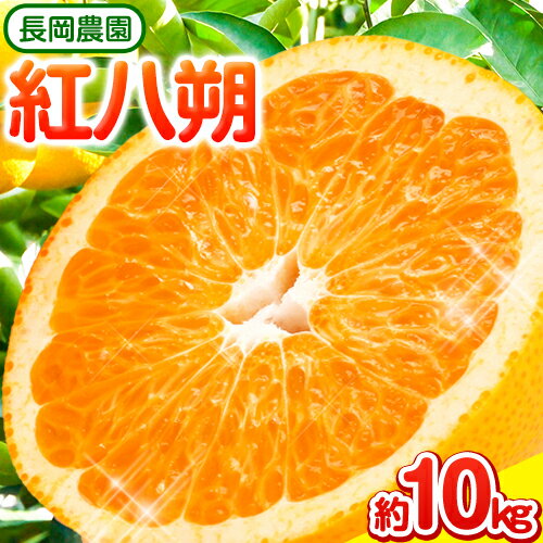 紅八朔 約10kg 長岡農園[3月下旬-5月中旬頃出荷] 和歌山県 日高川町 紅八朔 八朔 はっさく べにはっさく 柑橘
