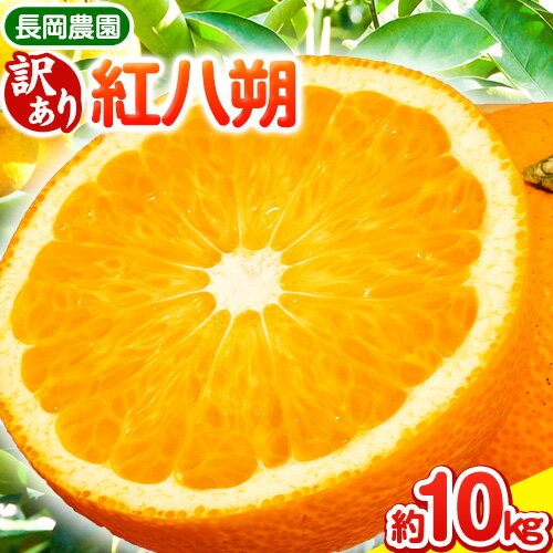 【ふるさと納税】【訳あり】紅八朔 約10kg 長岡農園《3月下旬-5月中旬頃出荷》 和歌山県 日高川町 紅八朔 八朔 はっさくのサムネイル