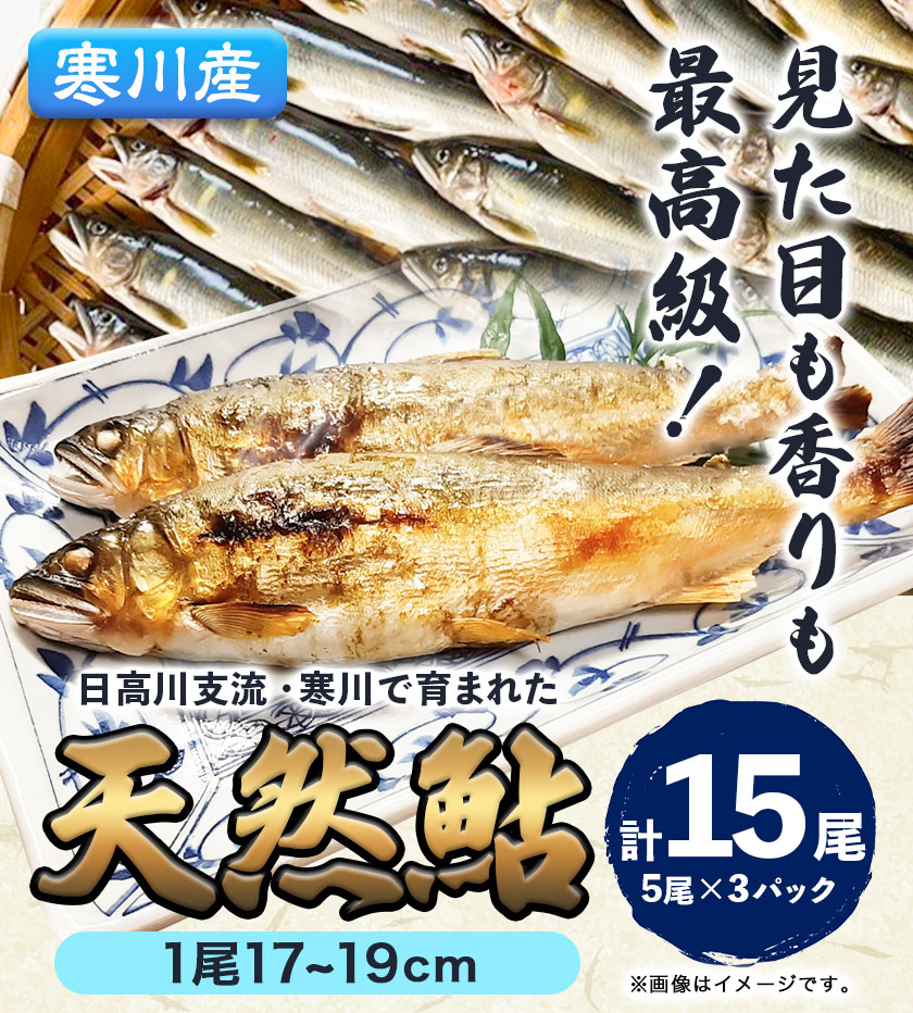 【ふるさと納税】 天然鮎 あゆ 日高川 椿山ダム上流(寒川産) 17cm-19cm 5尾×3パック 計15尾 川漁師なおべ《7月上旬-11月中旬頃出荷》 和歌山県 日高川町 あゆ 鮎 天然鮎 魚