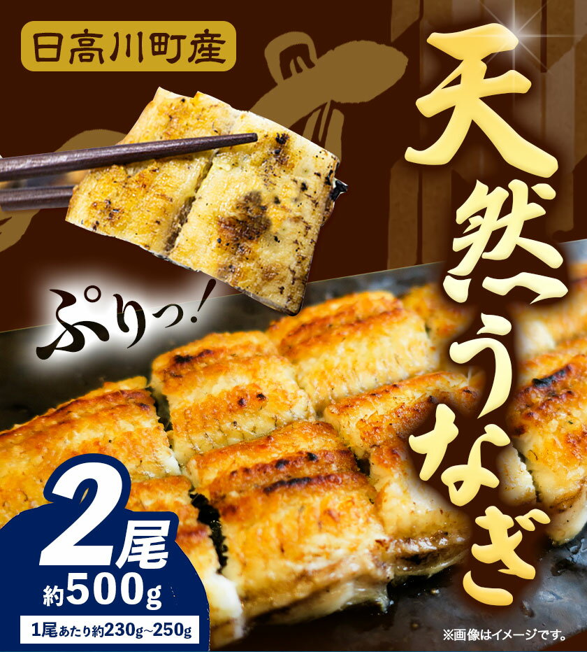 【ふるさと納税】天然 うなぎ 日高川町産 2尾 約 500g 日高川産 蒲焼 の たれ付き 川漁師なおべ《6月中旬-8月末頃出荷》 和歌山県 日高川町 魚 鰻 蒲焼き 白焼き バーベキュー 天然 真空 パック 送料無料