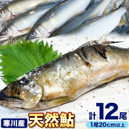 天然鮎 日高川 椿山ダム上流(寒川産) 20cm以上 4尾×3パック 計12尾 川漁師なおべ《8月上旬-11月中旬頃出荷》 和歌山県 日高川町 あゆ 鮎 天然鮎 魚