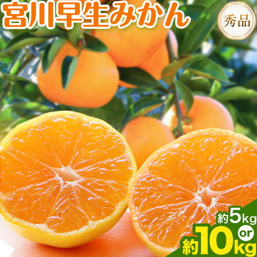 【先行予約】【ふるさと納税】宮川 早生 みかん 選べる 内容量 約 5kg (S〜Mサイズ) 約 10kg (S〜Mサイズ) 松井農園《2025年12月上旬-2026年1月上旬頃出荷予定》 和歌山県 日高川町 みかん早生 旬 柑橘 フルーツ 果物 ミカン 蜜柑 【先行予約】【ふるさと納税】宮川 早生 みかん 選べる 内容量 約 5kg (S〜Mサイズ) 約 10kg (S〜Mサイズ) 松井農園《2025年12月上旬-2026年1月上旬頃出荷予定》 和歌山県 日高川町 みかん早生 旬 柑橘 フルーツ 果物 ミカン 蜜柑