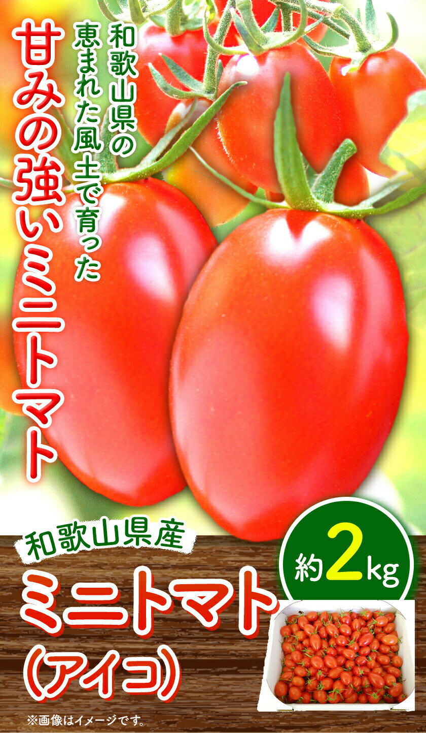 【ふるさと納税】トマト ミニトマト ミニトマト (アイコ) 約 2kg 入 株式会社 はし長《12月中旬-7月上旬頃より発送予定(土日祝除く)》和歌山県 日高川町 贈り物 ギフト 野菜 アイコトマト とまと