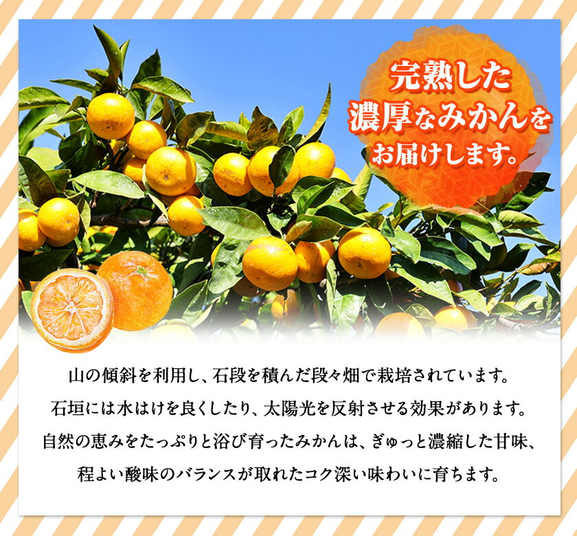 【ふるさと納税】【先行予約】完熟有田みかん 10kg 株式会社魚鶴商店《2025年11月下旬-2026年2月上旬頃出荷》和歌山県 日高川町 有田みかん ミカン 蜜柑 フルーツ 柑橘