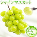 【ふるさと納税】紀州和歌山産 シャインマスカット 選べる 約 1kg 約 2kg 魚鶴商店《2026年8月下旬-9月上旬出荷》マスカット 和歌山県 日高川町 贈り物 ギフト ぶどう シャインマスカット