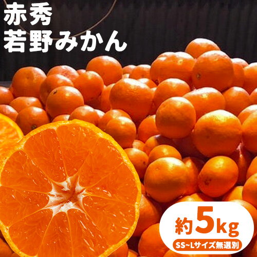 【ふるさと納税】 赤秀 若野みかん 約 5kg（サイズ無選別）《2025年12月上旬-2月中旬頃出荷》圦本悟農園 和歌山県 日高川町 旬 新鮮 果物 柑橘 フルーツ 国産 送料無料 ミカン みかん 温州みかん