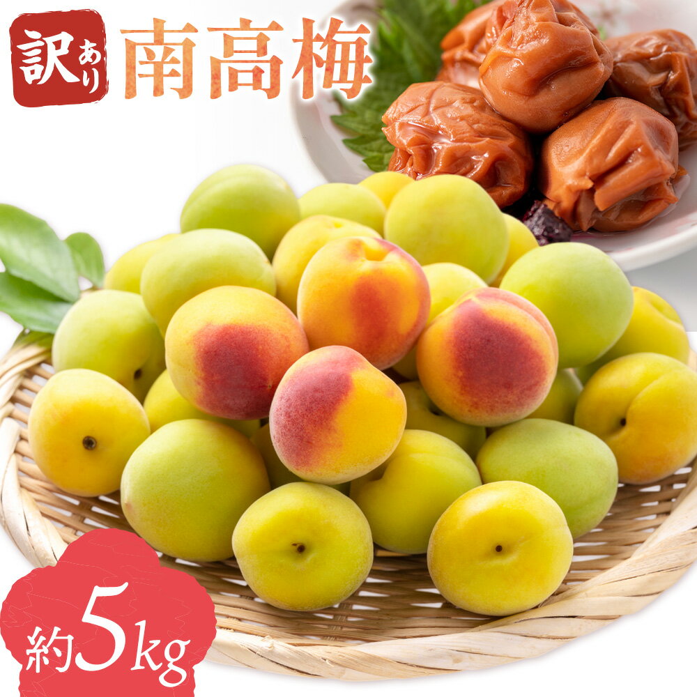 【ふるさと納税】訳あり 南高梅 約5kg 垣内農園 《6月上旬-6月中旬頃出荷》和歌山県 日高川町 梅 うめ ウメ 梅干し 梅酒 梅シロップ 送料無料