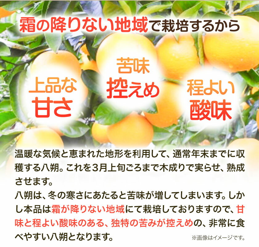 【ふるさと納税】【産直】和歌山由良町産の木成り熟成 八朔 約 10kg（S〜Lサイズ）厳選館 《2026年3月中旬-5月中旬頃出荷》和歌山県 日高川町 柑橘 八朔 熟成