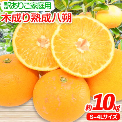 ＜先行予約＞【産直】和歌山由良町産の木成り熟成八朔訳ありご家庭用約10kg（サイズ混合）厳選館 《2025年3月中旬-5月上旬頃出荷》和歌山県 日高川町 柑橘 八朔 熟成