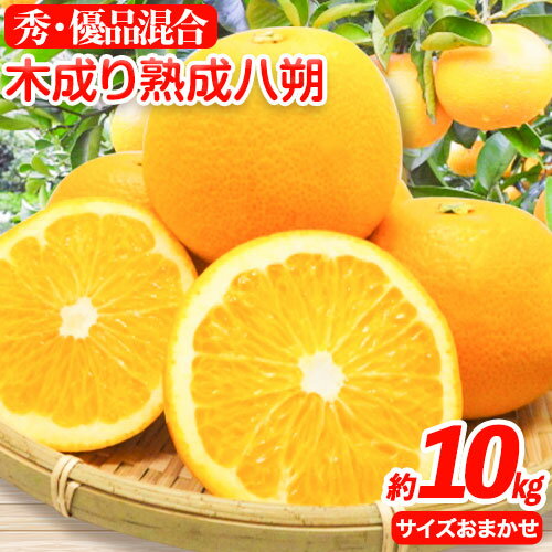 【ふるさと納税】【産直】和歌山由良町産の木成り熟成八朔約10kg(L〜4Lサイズおまかせ)厳選館 《2026年3月中旬-5月中旬頃出荷》和歌山県 日高川町 柑橘 八朔 熟成 はっさく ハッサク