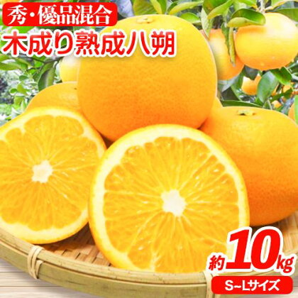 【ふるさと納税】【産直】和歌山由良町産の木成り熟成 八朔 約 10kg(S〜Lサイズ)厳選館 《2026年3月中旬-5月中旬頃出荷》和歌山県 日高川町 柑橘 八朔 熟成 【ふるさと納税】【産直】和歌山由良町産の木成り熟成 八朔 約 10kg(S〜Lサイズ)厳選館 《2026年3月中旬-5月中旬頃出荷》和歌山県 日高川町 柑橘 八朔 熟成