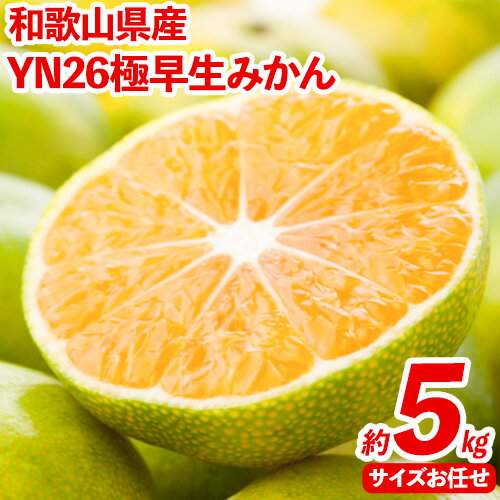 8位! 口コミ数「0件」評価「0」 YN26 極早生 みかん 約 5kg（2S～Mサイズおまかせ）《2024年9月中旬-10月末頃出荷》和歌山県 日高川町 フルーツ 果物 極･･･ 