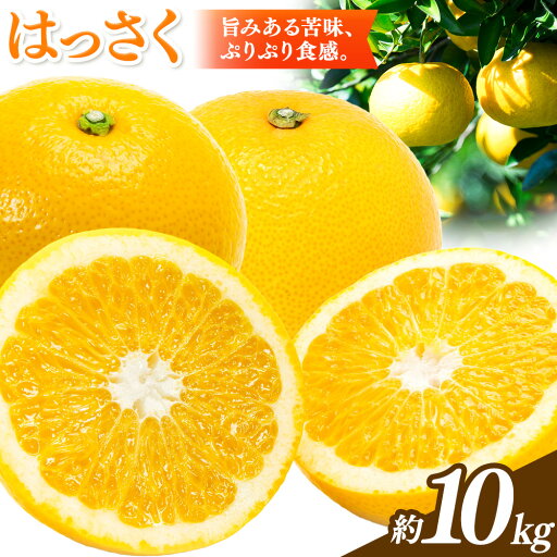 【先行予約】【ふるさと納税】八朔 はっさく 約10kg マルツネ農園《2026年1月中旬-3月下旬頃出荷》 和歌山県 日高川町 旬 果物 フルーツ 柑橘 産地直送 送料無料 【先行予約】【ふるさと納税】八朔 はっさく 約10kg マルツネ農園《2026年1月中旬-3月下旬頃出荷》 和歌山県 日高川町 旬 果物 フルーツ 柑橘 産地直送 送料無料