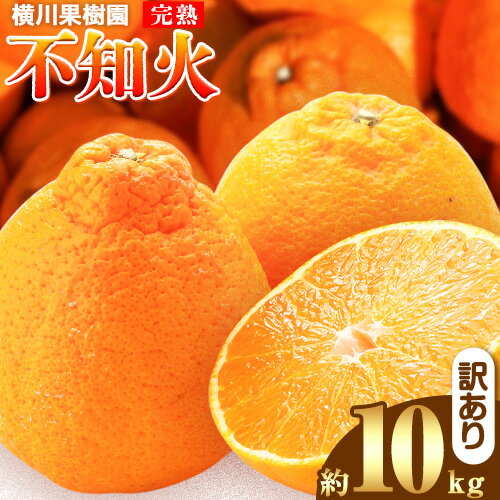 【ふるさと納税】【先行予約】完熟 不知火 ( デコポン)と同品種 約10kg S〜2L 家庭用 サイズ混合 横川果樹園 《2026年3月中旬-4月末頃出荷》 和歌山県 日高川町 不知火 みかん 果物 柑橘 フルーツ 送料無料 【ふるさと納税】【先行予約】完熟 不知火 ( デコポン)と同品種 約10kg S〜2L 家庭用 サイズ混合 横川果樹園 《2026年3月中旬-4月末頃出荷》 和歌山県 日高川町 不知火 みかん 果物 柑橘 フルーツ 送料無料