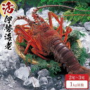 【ふるさと納税】活 伊勢海老 2尾～3尾 セット 合計 約1kg 産地直送 番長おススメ | 和歌山県 和歌山 白浜町 伊勢海老 海老 えび エビ お取り寄せグルメ 海鮮 お土産 プレゼント ギフト 伊勢エ…