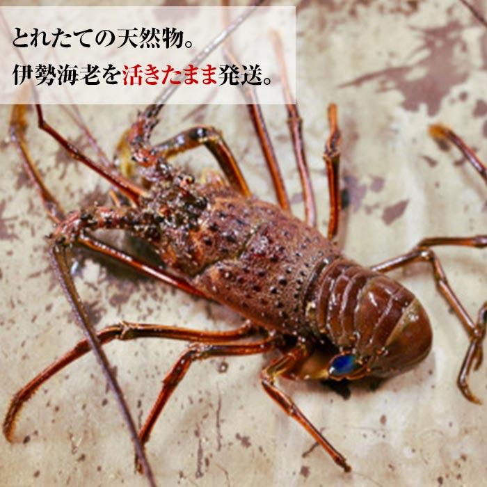 【ふるさと納税】活 伊勢海老 合計約2kg セット 訳あり 2番手 | 楽天ふるさと 納税 和歌山県 和歌山 白浜町 伊勢海老 海老 えび エビ お取り寄せグルメ 海鮮 お土産 プレゼント ギフト 伊勢エビ 食品 食べ物 高級 海の幸 おつまみ つまみ 酒の肴 酒のつまみ イセエビ 産直