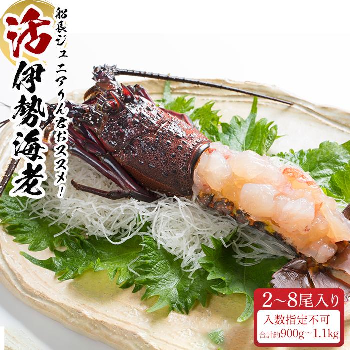 活 伊勢海老 2尾 ～ 8尾 合計 約 900g ～ 1.1kg セット 産地直送 船長ジュニア りん君おススメ | 楽天ふるさと 納税 和歌山県 和歌山 白浜町 伊勢海老 海老 えび エビ お取り寄せグルメ 海鮮 お土産 プレゼント ギフト 伊勢エビ 食品 食べ物 高級