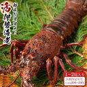 【ふるさと納税】活 伊勢海老 1尾 ~ 2尾 入り 合計 約300g ~ 400g セット 産地直送 船長 おすすめ | 和歌山県 白浜町 和歌山 楽天ふるさと 納税 取り寄せ お取り寄せ グルメ お取り寄せグルメ ご当地 ご当地グルメ 海鮮 魚介 海老 えび エビ 特産品