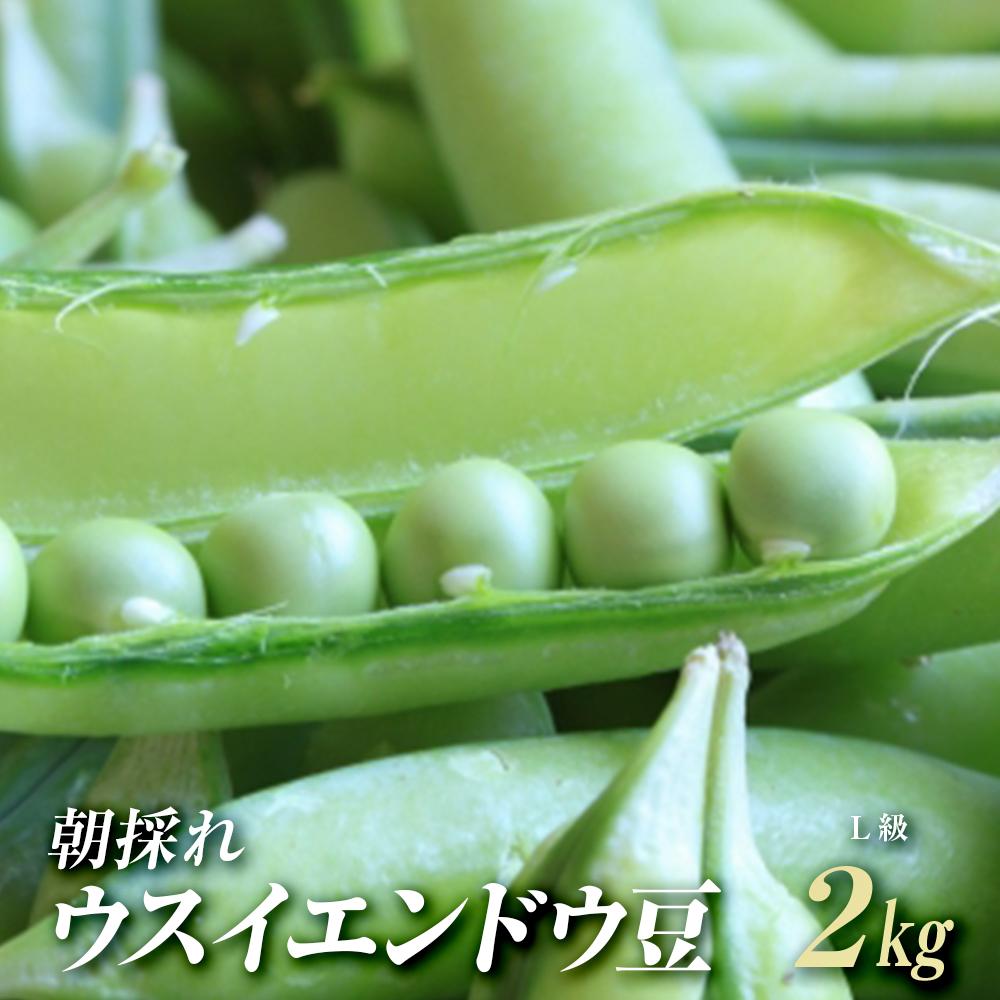 【ふるさと納税】朝採れウスイエンドウ豆 2kg L級 2024年3月以降発送分 | えんどう エンドウ 実えんどう 野菜 常温 15000 15000円 送料無料 和歌山県 白浜町 えんどう豆 野菜 うすいえんどう まめ 豆 豆ごはん