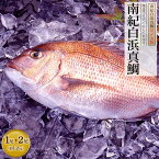 【ふるさと納税】南紀白浜真鯛 活〆丸物 | 海鮮 鯛 たい タイ 真鯛 まだい マダイ 鍋 食品 祝い鯛 祝鯛 コロナ支援 支援 送料無料 魚 さかな 魚介類 お祝い お食い初め お魚 おさかな 海の幸 海産物 水産 魚介