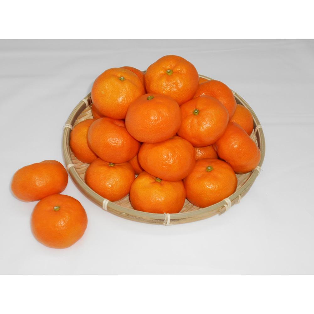 【ふるさと納税】紀州完熟みかん 10kg(M又はL) | フルーツ 果物 くだもの 食品 人気 おすすめ 送料無料
