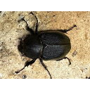 【ふるさと納税】ヘラクレスオオカブト メス 1匹 サイズフリー ※配送不可地域あり | カブトムシ 返礼品 人気 おすすめ 送料無料