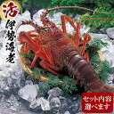 【ふるさと納税】活 伊勢海老 産地直送 | 楽天ふるさと 納税 和歌山 白浜町 伊勢海老 海老 えび エビ お取り寄せグルメ 海鮮 お土産 プレゼント ギフト ...