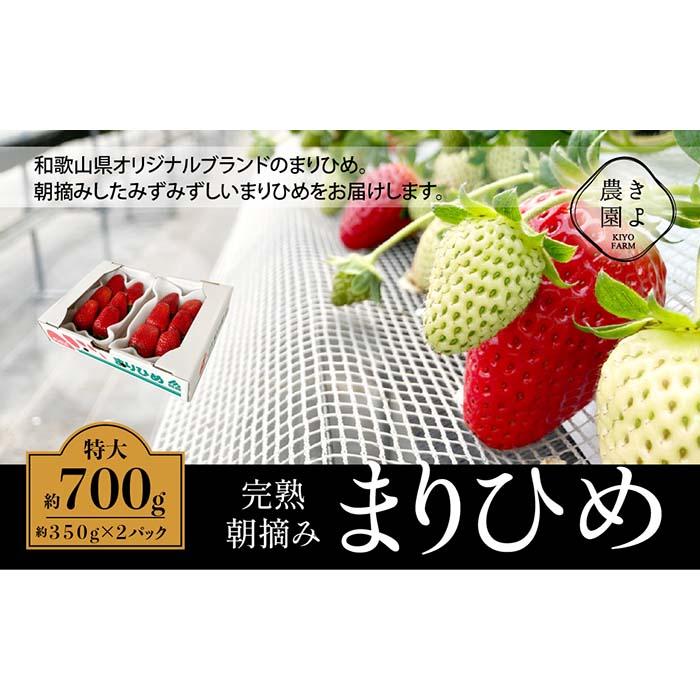 9位! 口コミ数「0件」評価「0」特大まりひめイチゴ 朝摘 6個～11個入×2パック【2025年1月中旬頃より発送】【先行予約】【KT3】 | 苺 いちご フルーツ 果物 く･･･ 