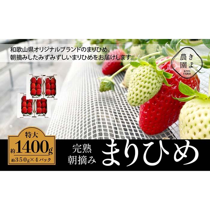 12位! 口コミ数「0件」評価「0」特大まりひめイチゴ 朝摘 6個～11個入×4パック【2025年1月中旬頃より発送】【先行予約】【KT4】 | 苺 いちご フルーツ 果物 く･･･ 