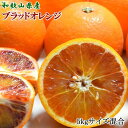 希少・高級柑橘 国産濃厚ブラッドオレンジ「タロッコ種」5kg