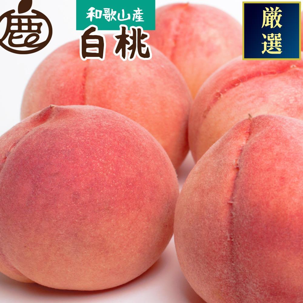 【ふるさと納税】＜7月発送＞和歌山の厳選 白桃 約1.5kg