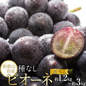 【ふるさと納税】【新鮮・産直】和歌山かつらぎ町産たねなしピオーネ約1.2kg/約2kg/約3kg ★2025年8月中旬頃より順次発送 | 和歌山県 上富田町 ピオーネ 種なし 葡萄 ぶどう ブドウ 果物 フルーツ くだもの 果実 旬の果物 お取り寄せ ご当地 特産品 食べ物 食品