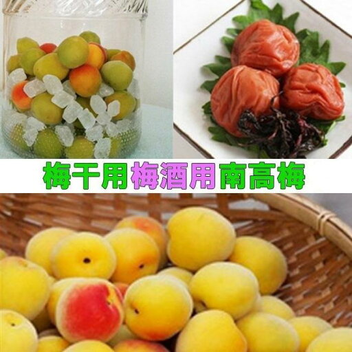 【ふるさと納税】【梅干・梅酒用】(3Lまたは2L-2Kg)熟南高梅<2025年6月上旬~7月7日発送予定>フルーツ 果物 くだもの 食品 人気 おすすめ 送料無料【ART06】 【ふるさと納税】【梅干・梅酒用】(3Lまたは2L-2Kg)熟南高梅<2025年6月上旬~7月7日発送予定>フルーツ 果物 くだもの 食品 人気 おすすめ 送料無料【ART06】