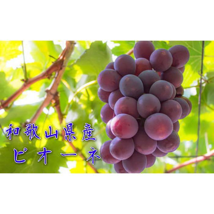 【ふるさと納税】和歌山のピオーネ 約2.5kg(3~5房) ※2025年8月下旬~9月下旬頃発送予定| 先行予約 ぶどう 葡萄 果物 フルーツ 甘い【MS102】 | ピオーネ フルーツ 果物 くだもの 食品 人気 おすすめ 産地直送 送料無料